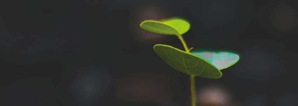 El Mercado Voluntario de Carbono en Transformación